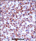 SIGLEC8 Antibody (N-term)