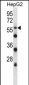 SIGLEC8 Antibody (N-term)