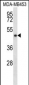 SIRT3 Antibody (N-term)