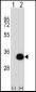 SIRT5 Antibody (Center)