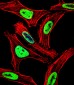 EWSR1 Antibody (C-term)