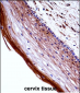 PGF Antibody (Center)