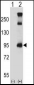 TRPC3 Antibody (C-term)