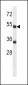 ADRA2C Antibody (C-term)