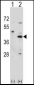 HSD3B1 Antibody (N-term)