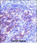 SNAP23 Antibody (C-term)