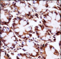 AIP Antibody (C-term)