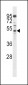 AP2M1 Antibody (C-term)