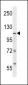 ISWI Antibody (N-term)