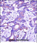 USP4 Antibody (N-term)