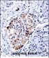 VAMP3 Antibody (Center)