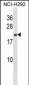 HMGB3 Antibody (Center)