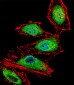 RUNX3 Antibody (Center)