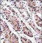 RUNX3 Antibody (Center)