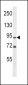 PLD2 Antibody (N-term)