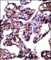 FBLN1 Antibody (C-term)