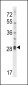 IL17D Antibody (C-term)