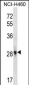 FGF10 Antibody (C-term)