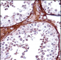 TBX5 Antibody (N-term)