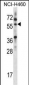 MINPP1 Antibody (C-term)