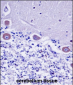 KDELR2 Antibody (C-term)