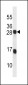 KDELR2 Antibody (C-term)