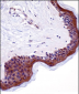LSM14A Antibody (C-term)