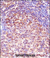 TCEA1 Antibody (Center)