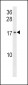 GADD45G Antibody (N-term)