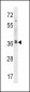 MAPRE2 Antibody (N-term)