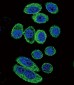 ACTA1/Alpha-actin Antibody (C-term)