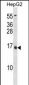 BGLAP Antibody (C-term C80)