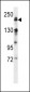 MEKK4 Antibody (Center C1081)