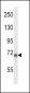 CD106 Antibody (Center)