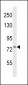 CD106 Antibody (Center)