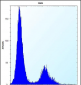 VDR Antibody (Center)