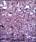 DISC1 Antibody (C-term)
