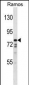 DISC1 Antibody (C-term)