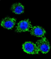 CD55 Antibody (N-term)