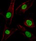 SPI1 Antibody (C-term)