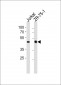 ECSIT Antibody (C-term)