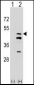 FDPS Antibody (N-term)