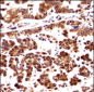 ORC3L Antibody (N-term)