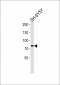 ORC3L Antibody (N-term)