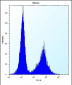 NDN Antibody (N-term)