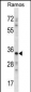 NDN Antibody (N-term)