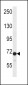 DVL2 Antibody (C-term)