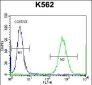 CTF1 Antibody (C-term)