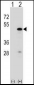 RBM22 Antibody (Center)