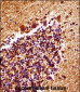 Mouse Map2k4 Antibody (C-term)